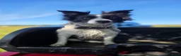 Border Collie dogs for sale: ISDS registered working collie pups - Advert 6