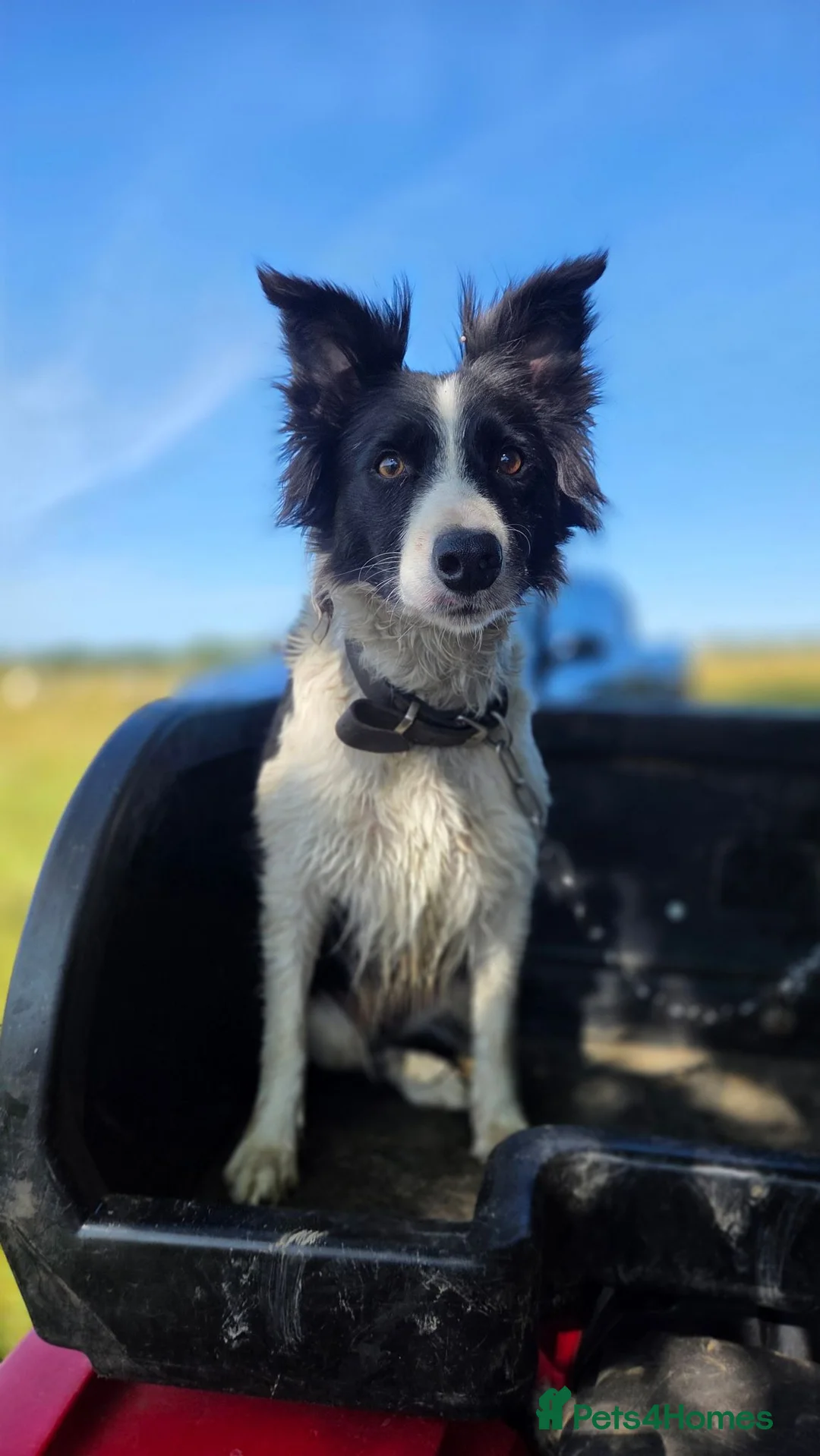 Border Collie dogs for sale: ISDS registered working collie pups - Advert 6