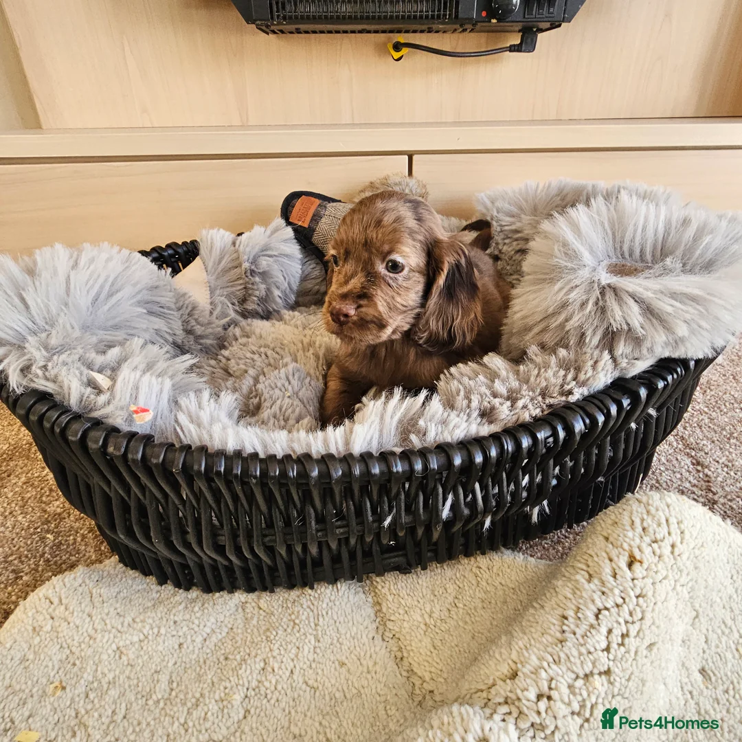 Cocker Spaniel dogs for sale: Working Type Cocker Spaniels - Advert 20