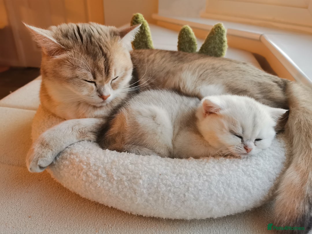 British Shorthair cats for sale: Gorgeous Golden Silver British Shorthair Kitten - Advert 5