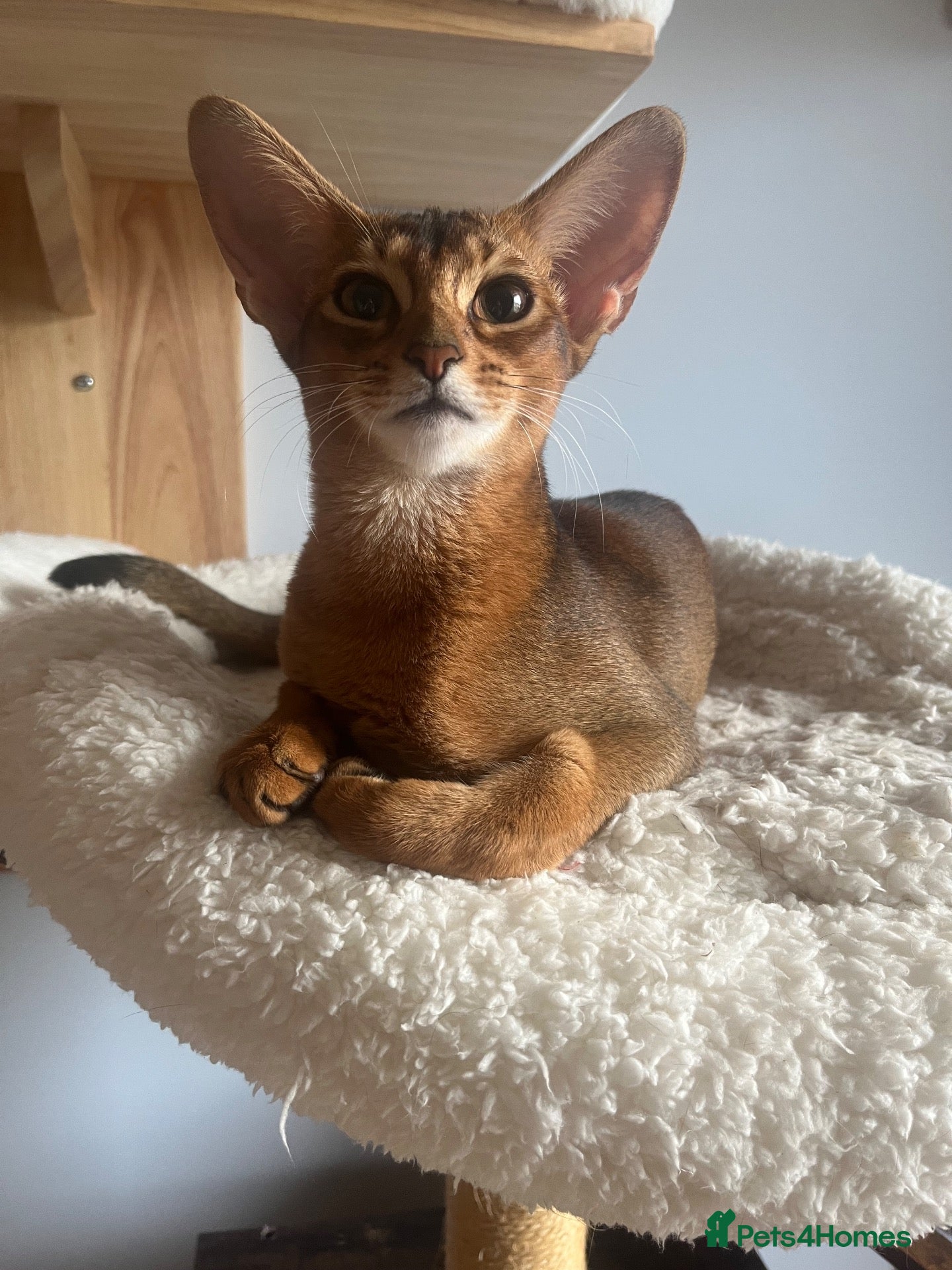 Abyssinian cats Adorable Abyssinian kittens - Advert 1