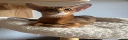Abyssinian cats for sale: Adorable Abyssinian kittens - Advert 2