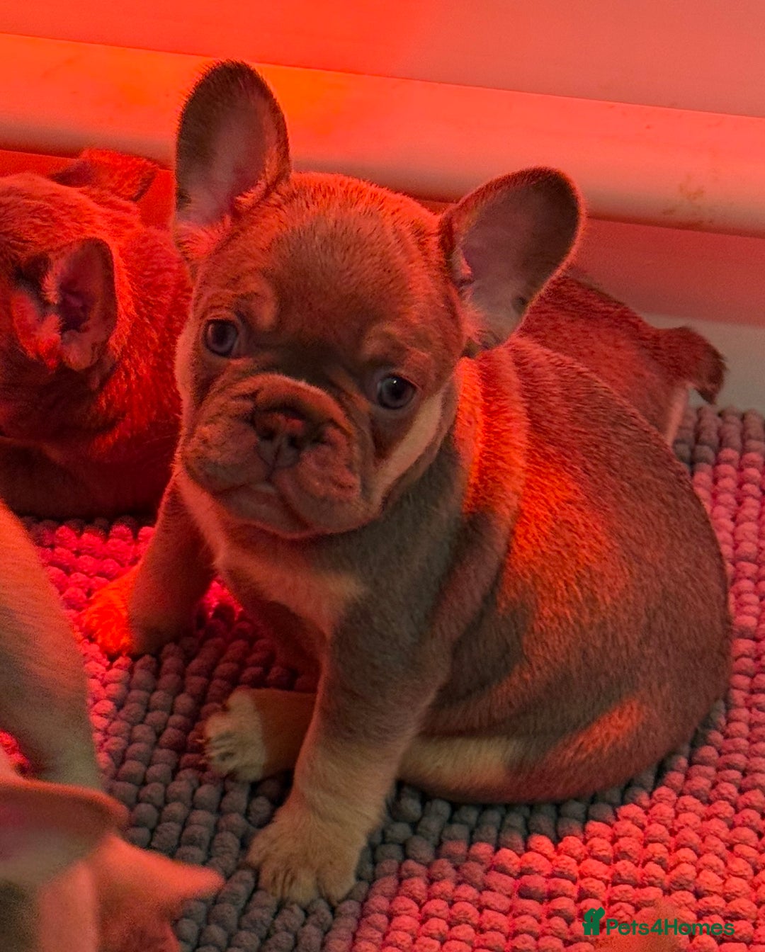 French Bulldog dogs for sale: French Bulldog Puppies  - Advert 3