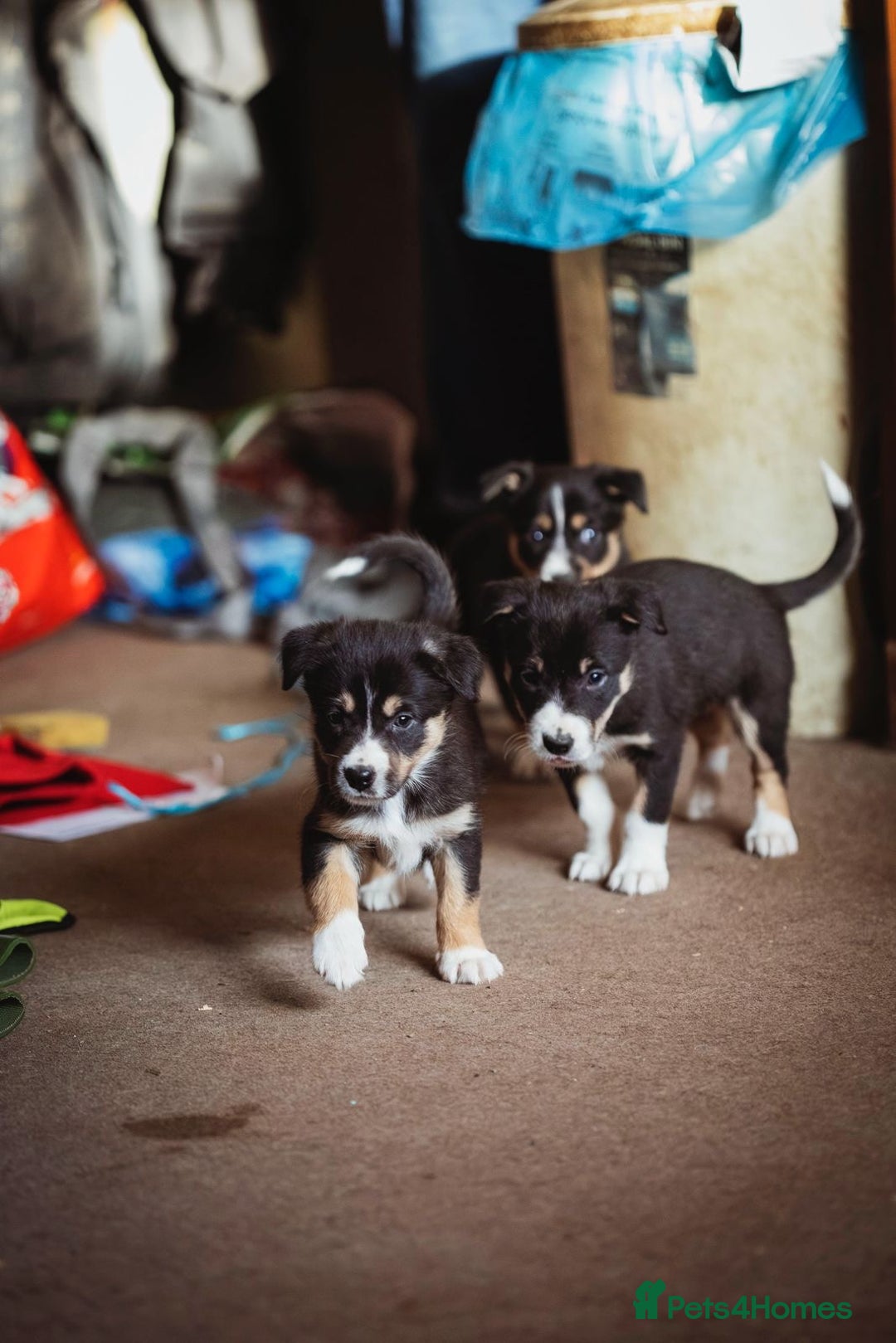 Border Collie dogs for sale: Welsh Collie puppies - Advert 2