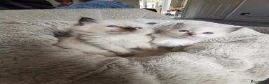 Ragdoll 2