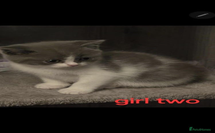 British Shorthair cats - Advert 2