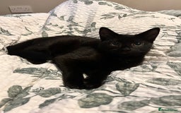 Mixed Breed cats for sale: Mother & 2 kittens  - Image 3