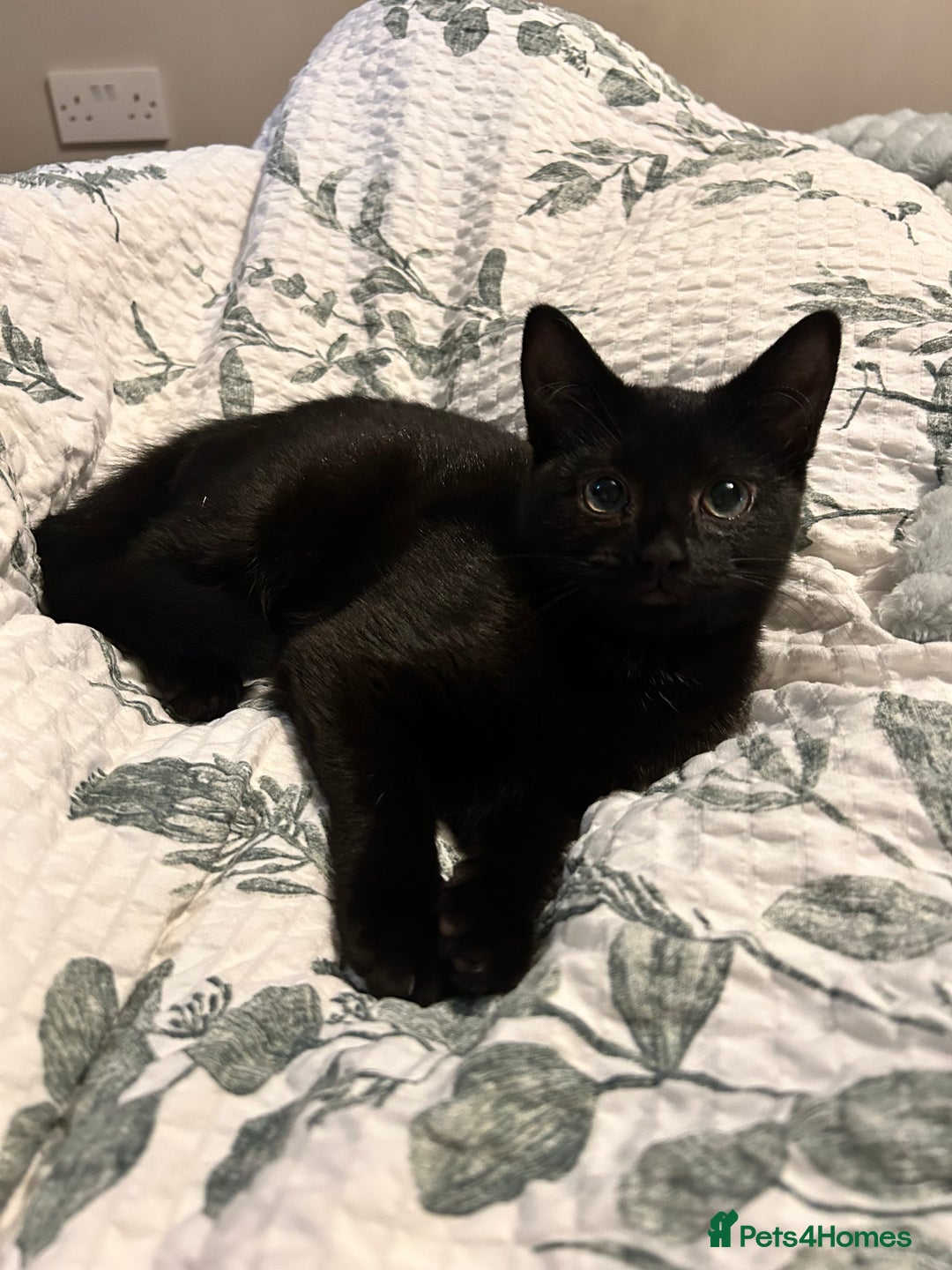 Mixed Breed cats for sale: Mother & 2 kittens  - Image 3