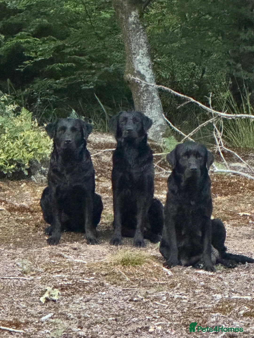 Labrador Retriever dogs for sale: KC registered working Labrador Puppys - Advert 2