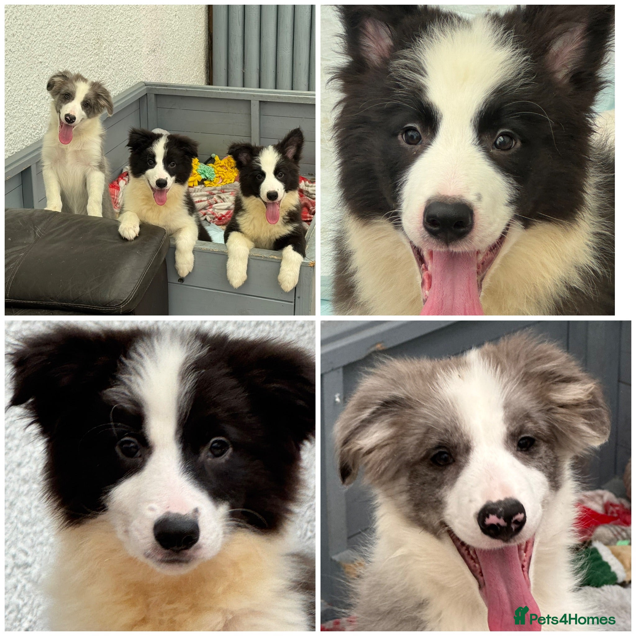 Border Collie dogs Gorgeous KC Registered Border Collies Ready now  - Advert 1