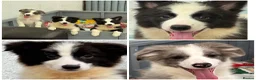 Border Collie dogs for sale: Gorgeous KC Registered Border Collies Ready now  - Advert 1