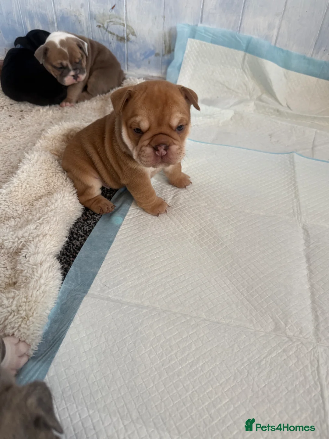 English Bulldog dogs for sale: Stunning English bulldog puppies  - Advert 1