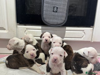 Mixed Breed dogs American bulldog cross Staffy pups - Advert 1
