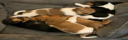 Jack Russell dogs for stud: Proven Jack Russell Stud - Advert 19