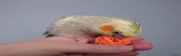 Cockatiels birds for sale: Hand reread silly tame DNA sexed baby cockatiels  - Advert 4