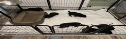Rottweiler dogs for sale: Beautiful Rottweiler puppies  in Mablethorpe - Advert 7
