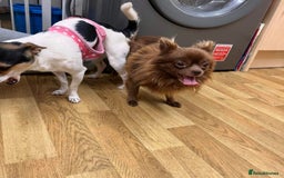Chihuahua dogs for stud: Oscar for stud  in Warrington - Image 5