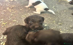 Cockapoo dogs for sale: 🌟 Stunning Cockapoo puppies 🌟  - Image 4
