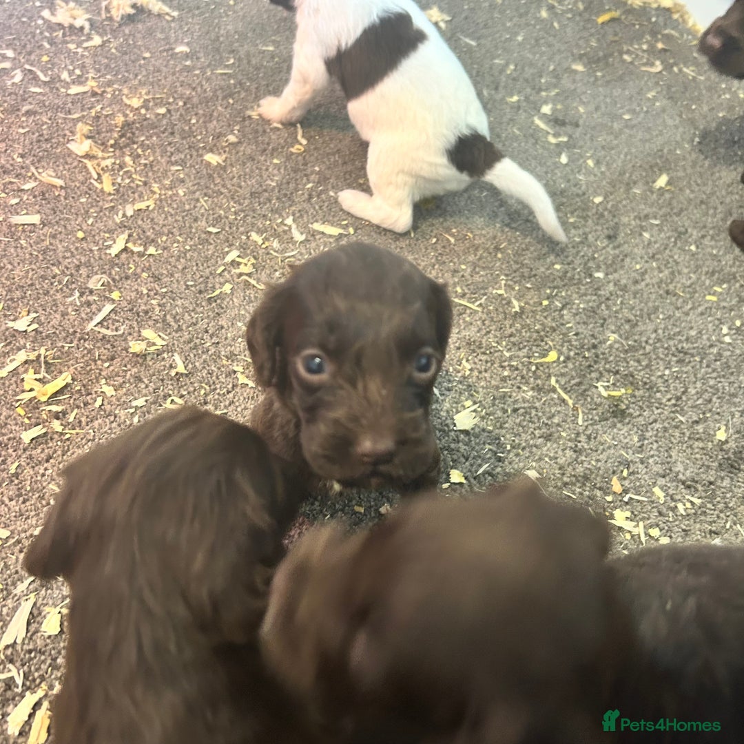 Cockapoo dogs for sale: 🌟 Stunning Cockapoo puppies 🌟  - Image 4