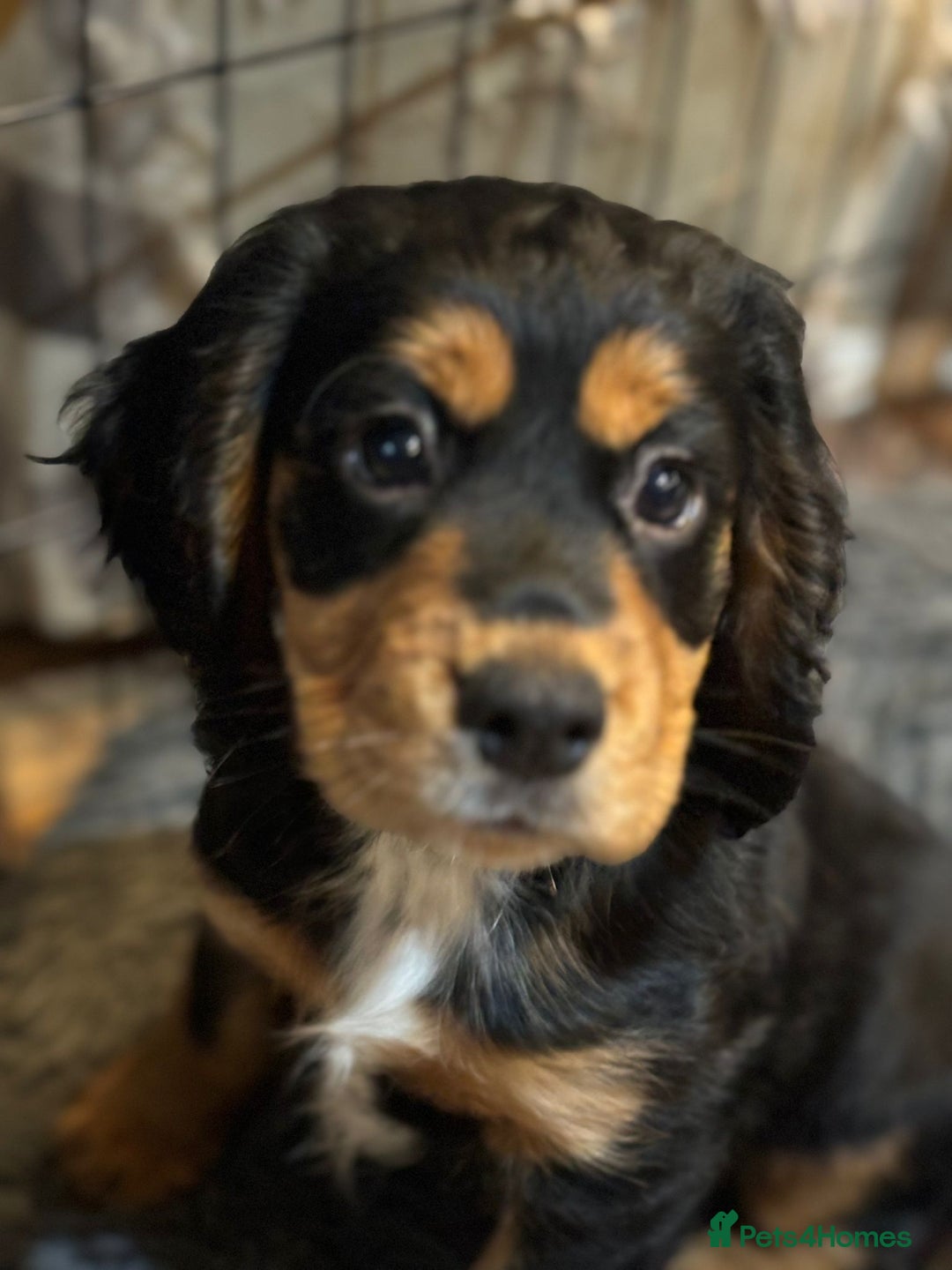 Cocker Spaniel dogs for sale: Last boy left !! working cocker spaniels - Advert 22