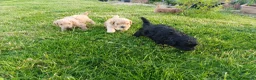 Cavapoo dogs for sale: Beautiful F1B Toy Cavapoo Puppies - Advert 13