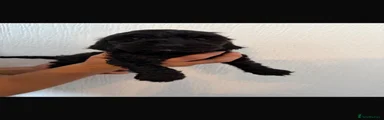 Cockapoo 6