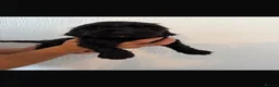Cockapoo dogs for sale: Merle cockapoo puppies health tested in Ashford - Advert 13