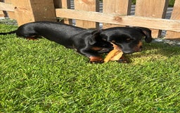 Miniature Dachshund dogs for sale: Mini Dachshund (female) - Image 7
