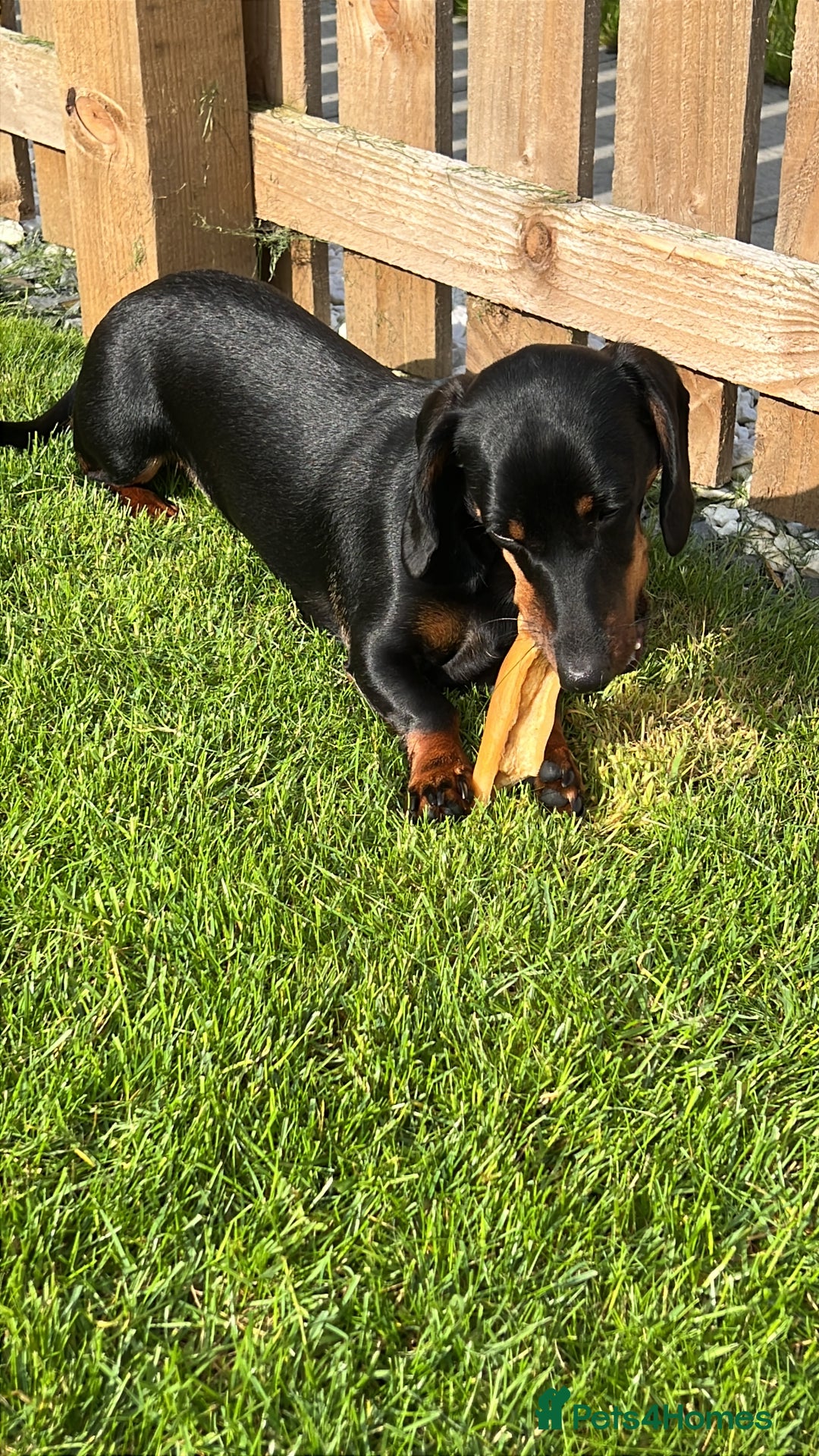 Miniature Dachshund dogs for sale: Mini Dachshund (female) - Image 7
