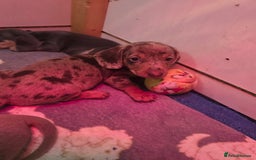 Miniature Dachshund dogs for sale: 3 left mini dachshund BOYS KC READY NOW   - Image 10