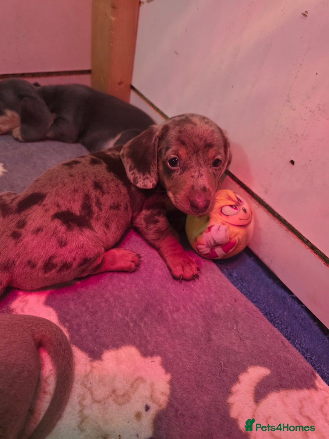 Miniature Dachshund dogs for sale: 3 left mini dachshund BOYS KC READY NOW   - Image 10