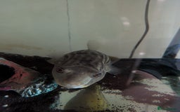 Pufferfish fish for sale: Nile puffer - Image 3