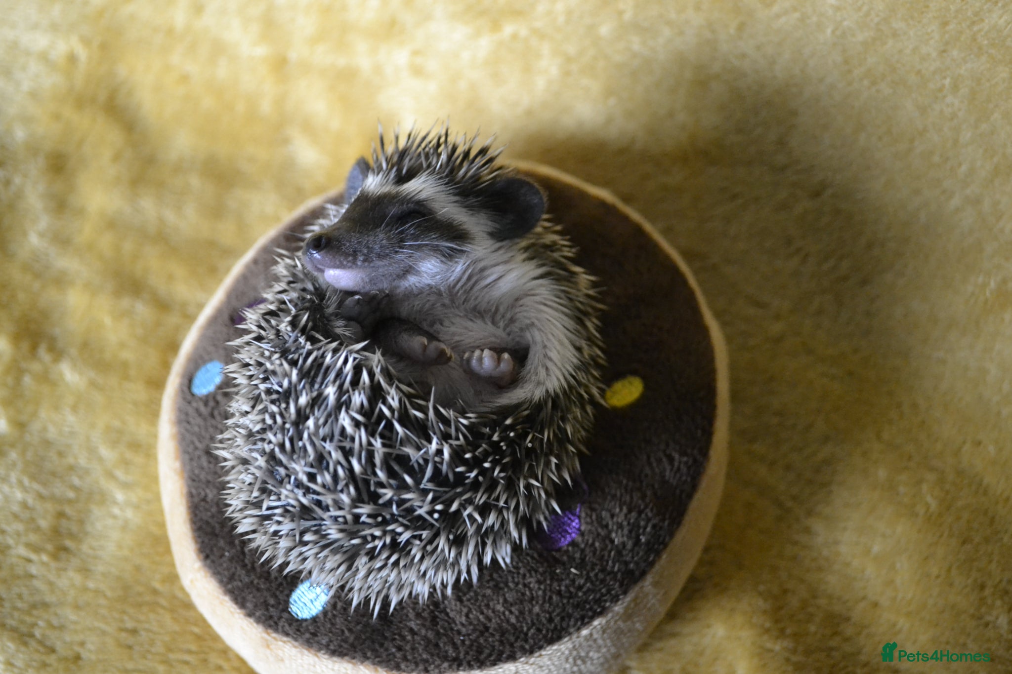 Pygmy Hedgehog rodents Pygmy hedgehogs, 1 boy left - Advert 2