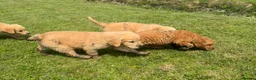 Mini Goldendoodle dogs for sale:   Like owning a miniature fluffy Golden Retriever - Advert 34