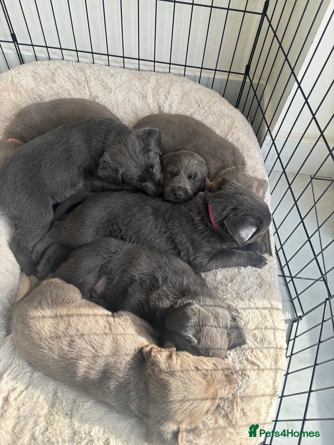 Labrador Retriever dogs for sale: Charcoal & Silver pups for sale - Advert 1