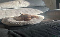 Jack Russell dogs for sale: Jack Russell pups  - Image 27