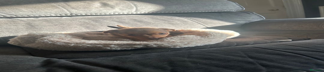 Jack Russell Puppy 7