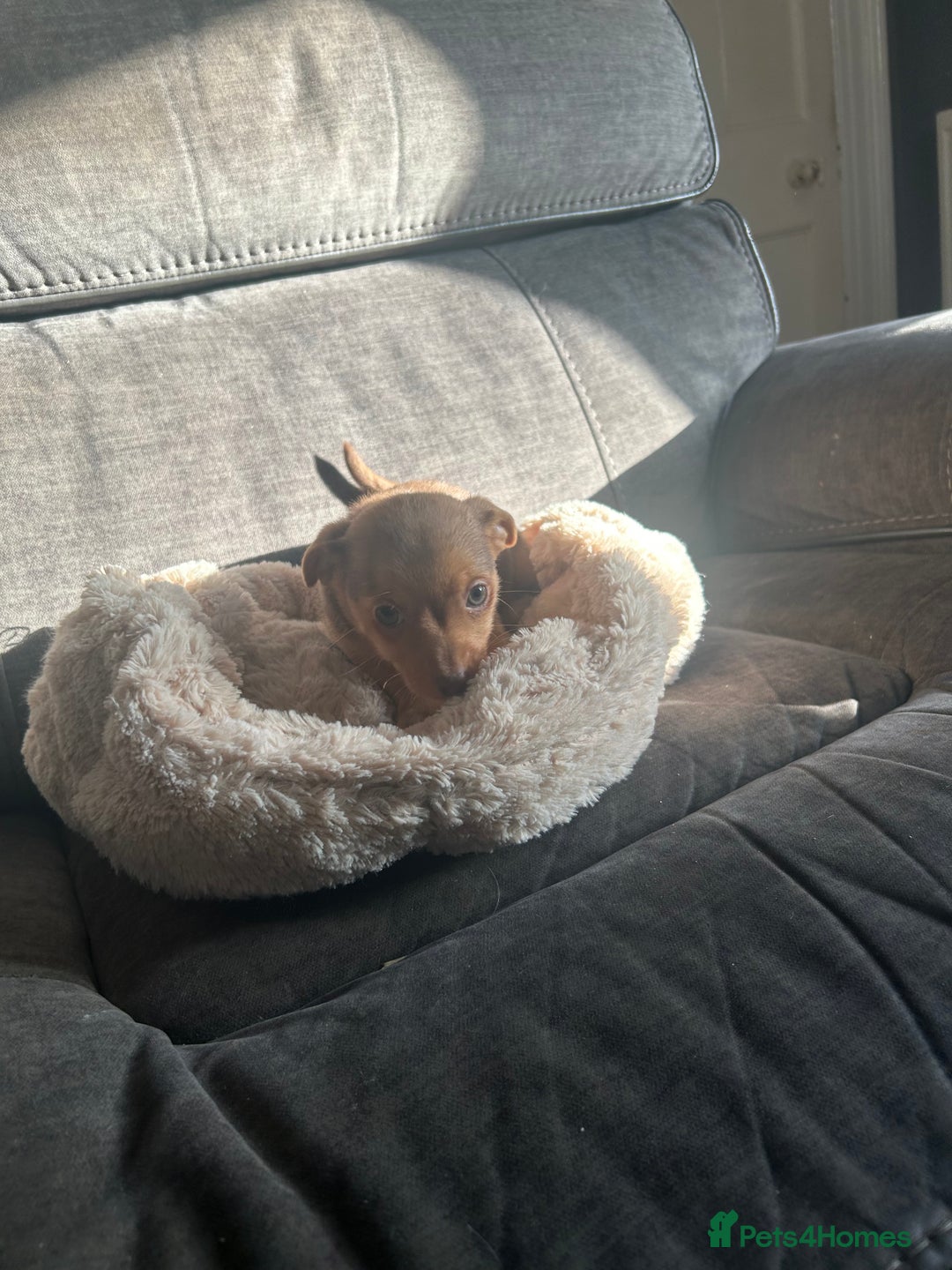 Jack Russell dogs for sale: Jack Russell pups  - Image 27