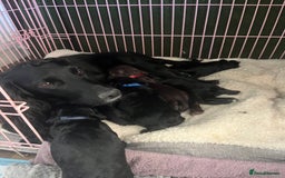 Cocker Spaniel dogs for sale: ‼️ONE GIRL LEFT‼️Working cocker spaniel puppies🐾 - Image 6