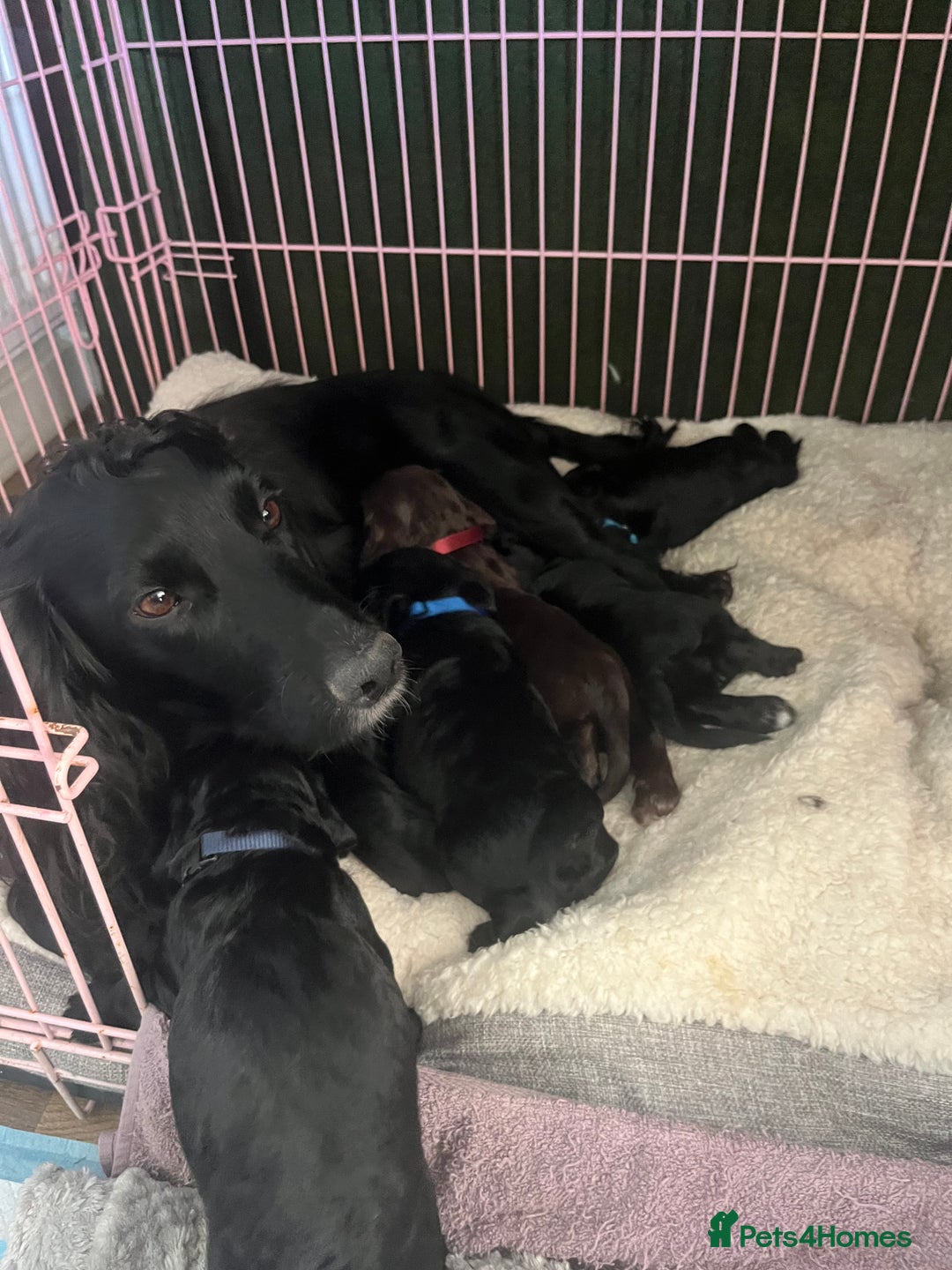 Cocker Spaniel dogs for sale: ‼️ONE GIRL LEFT‼️Working cocker spaniel puppies🐾 - Image 6