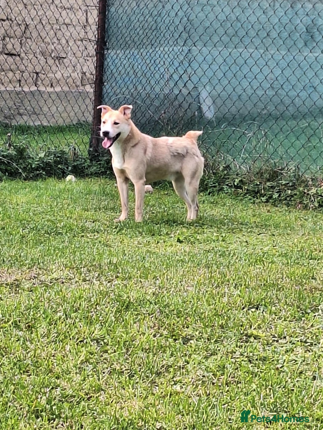 Mixed Breed dogs for adoption: Timid Barney looking for his perfect home!  - Advert 2