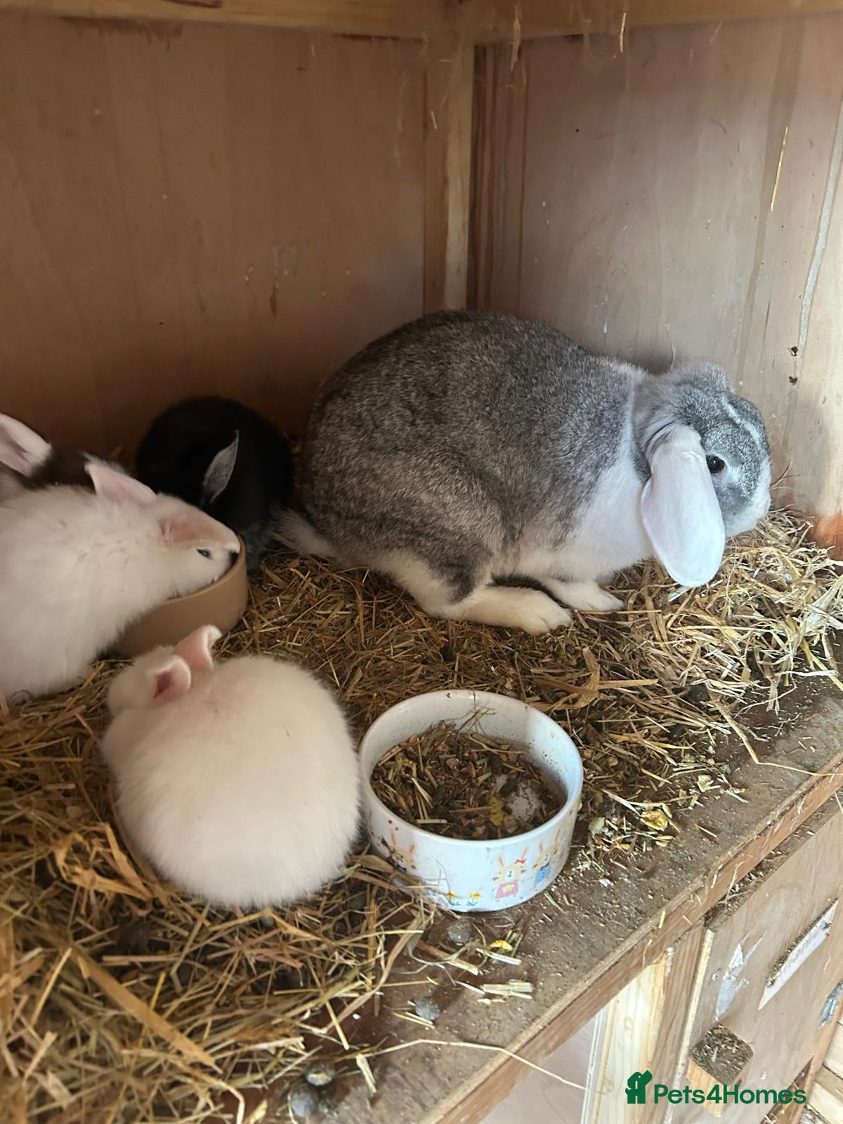 Mini Lop rabbits Beautiful mini lop bunnies  - Advert 1