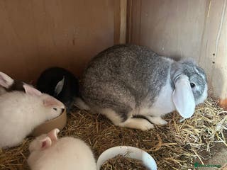Mini Lop rabbits Beautiful mini lop bunnies - Advert 17