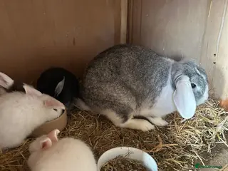 Mini Lop rabbits Beautiful mini lop bunnies - Advert 21