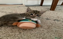 European cats for sale: 8 weeks old - kittens  - Image 21