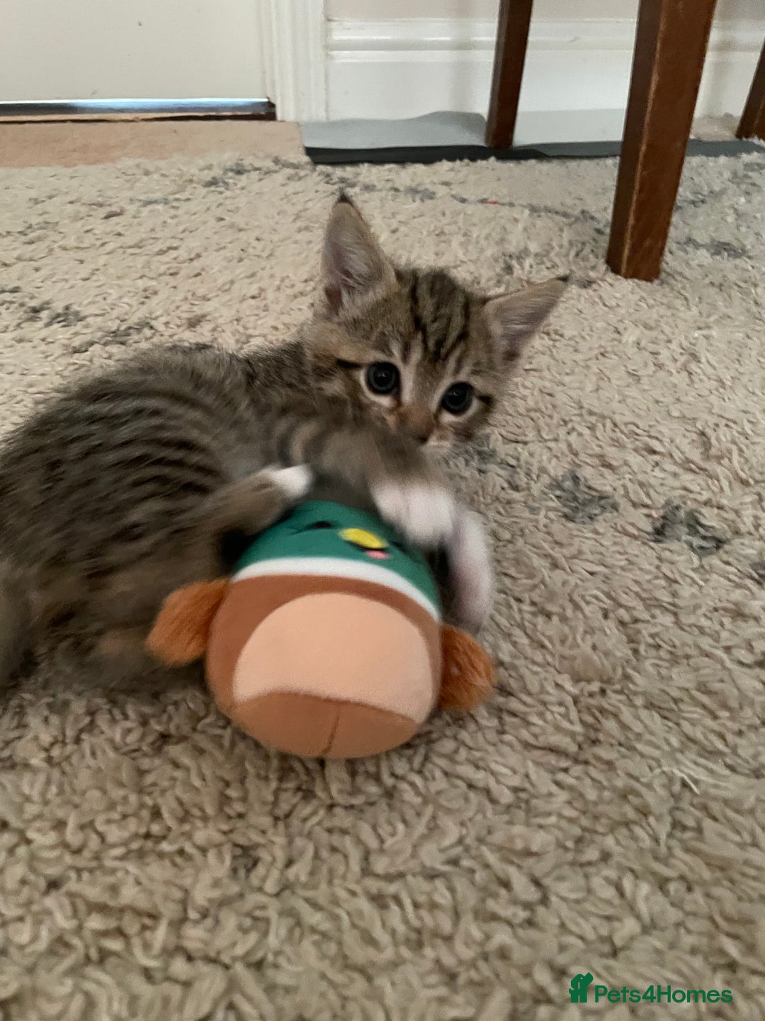 European cats for sale: 8 weeks old - kittens  - Image 21