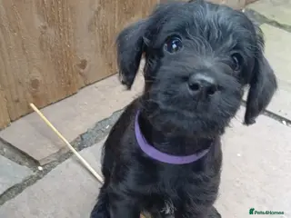 Schnoodle dogs Mini Schnoodle puppies - Advert 8