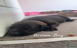 Mixed Breed dogs for sale: Doberman X XL Bully  - Image 22