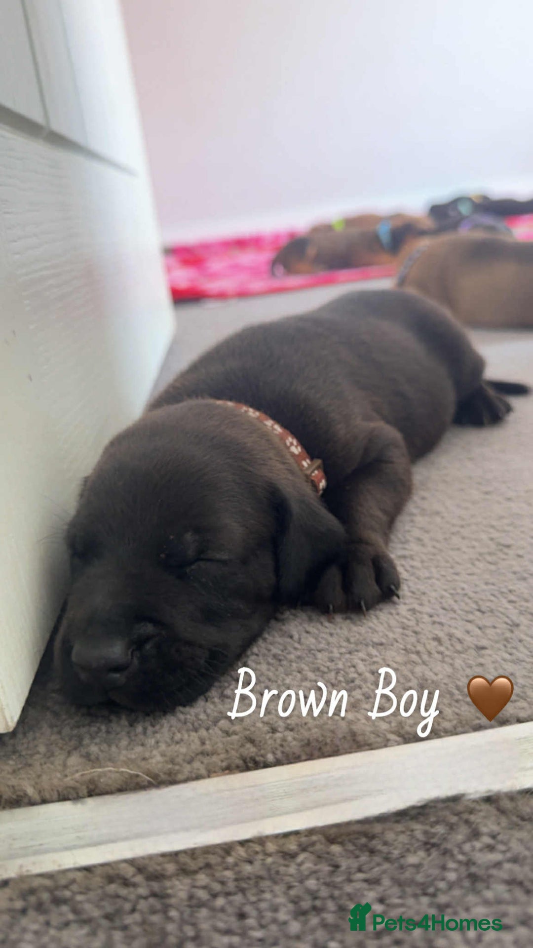 Mixed Breed dogs for sale: Doberman X XL Bully  - Image 22