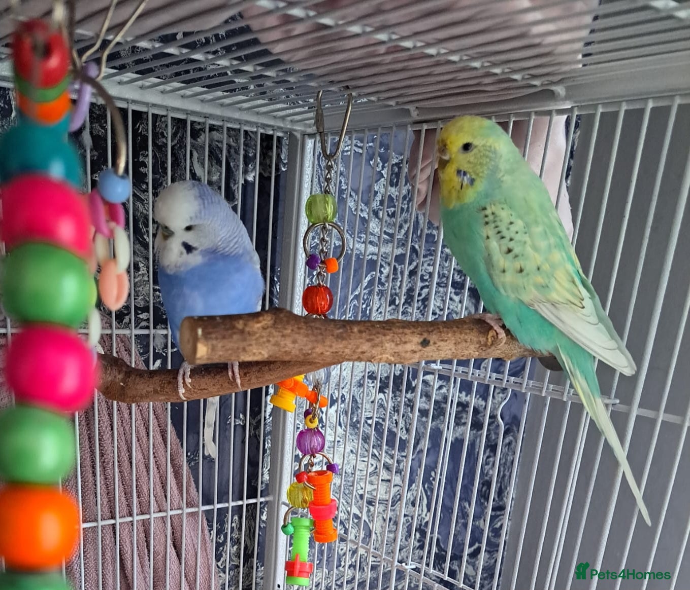 Budgerigars birds Male and Female budgies - Advert 16